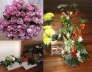 bloemen 2